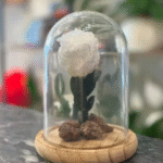 1 White eternal rose, send eternal rose to amman jordan