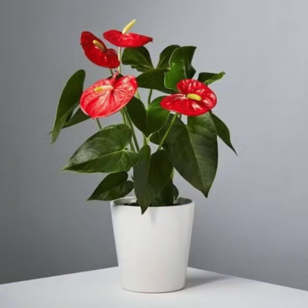 Anthurium Plant send plants to amman jordan