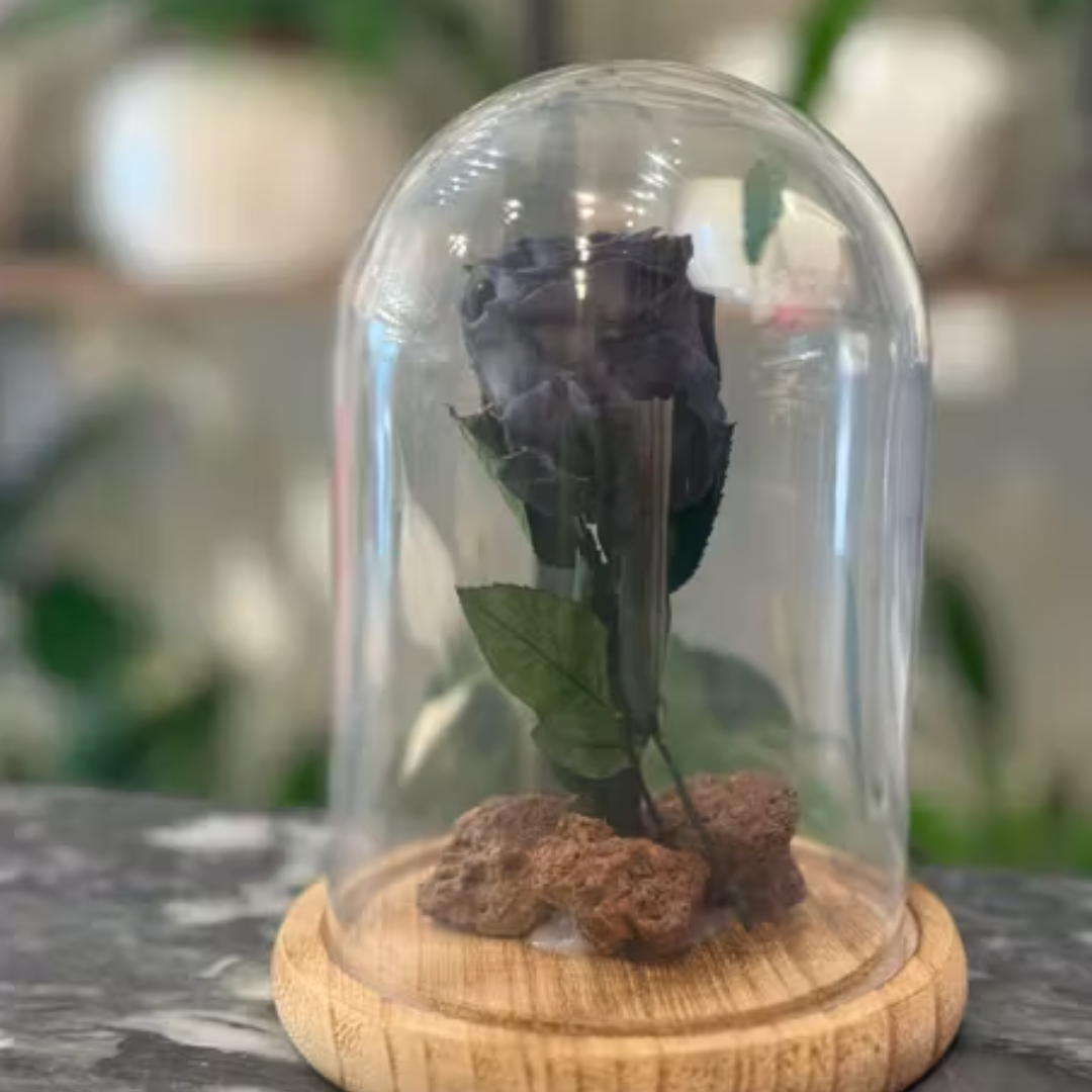 Black eternal rose, send flowers to amman jordan