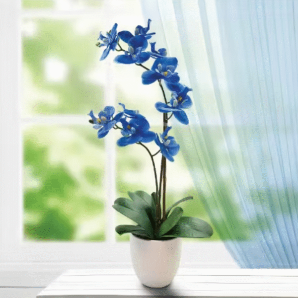 Blue Orchid plant, send plants to amman jordan