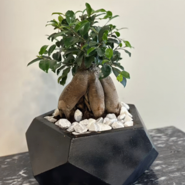 Bonsai plant in a luxury pot, send plants to amman jordan