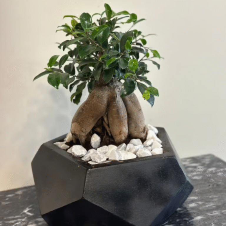 Bonsai plant in a luxury pot, send plants to amman jordan