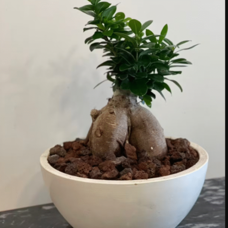 Bonsai plant, send plants to amman jordan