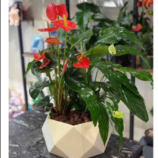 Bundle plants Set, send plants to amman jordan