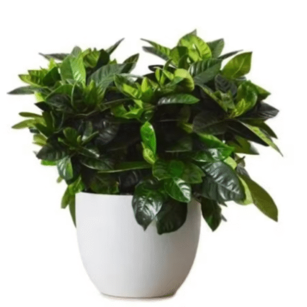 Gardenia Plant, send plants to amman jordan