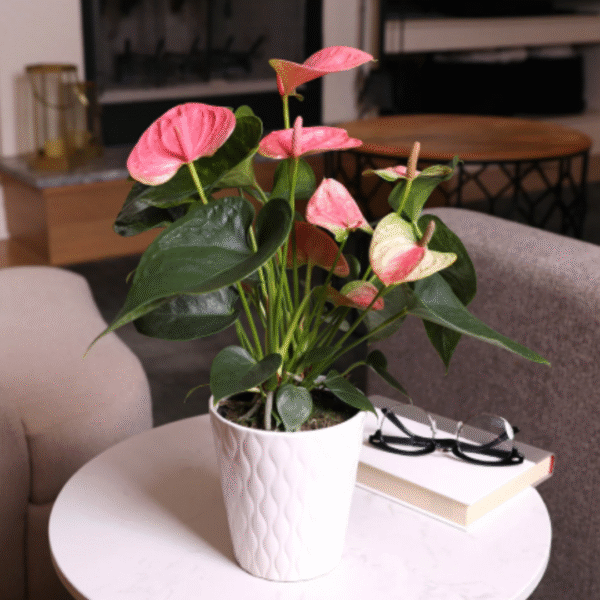 Pink Anthurium plant, send plants to amman jordan