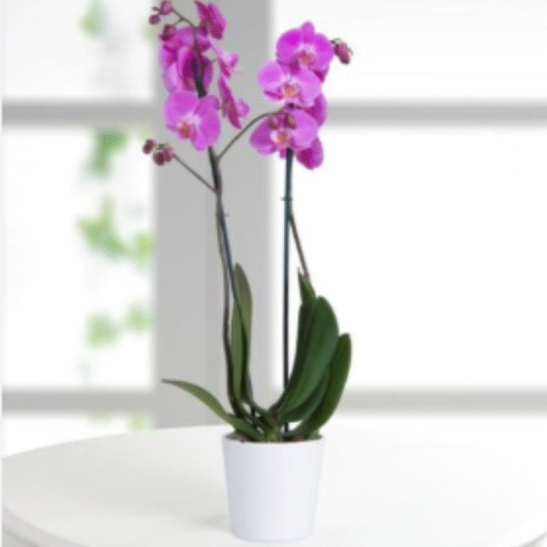 Purple Orchid plant, send plants to amman jordan