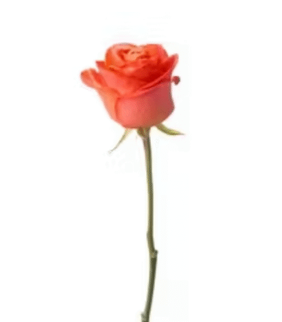 Single Orange rose, send flowers to amman