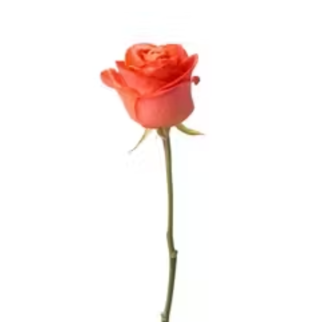 Single Orange rose, send flowers to amman Single Orange rose, send flowers to amman