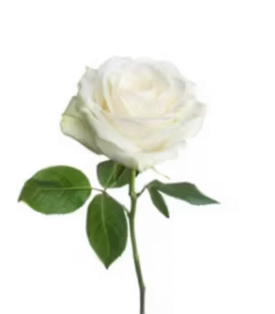 Single White rose, send flowers to amman