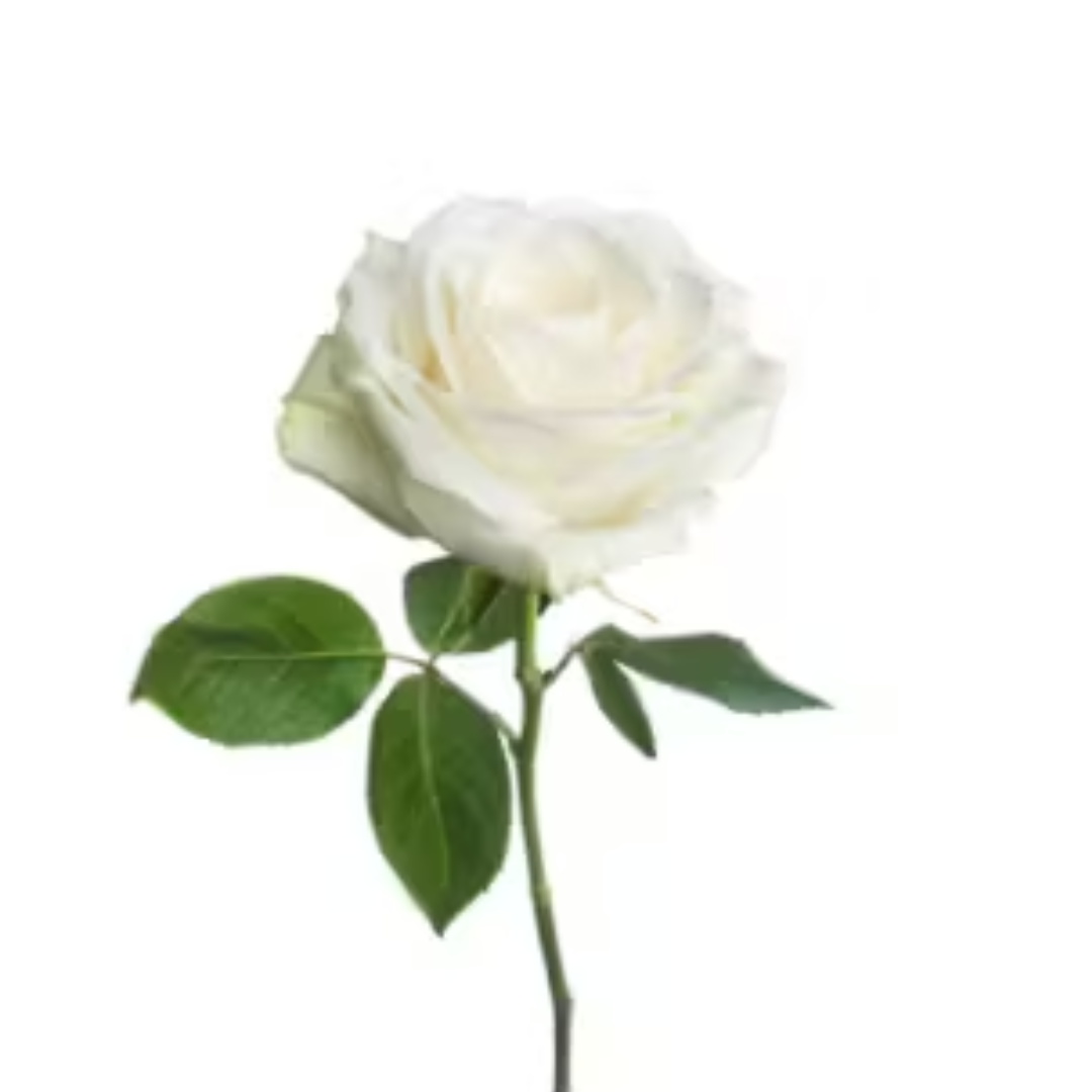 Single White rose, send flowers to amman Single White rose, send flowers to amman