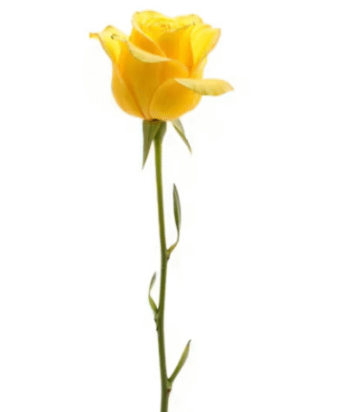 Single Yellow rose, send flowers to amman