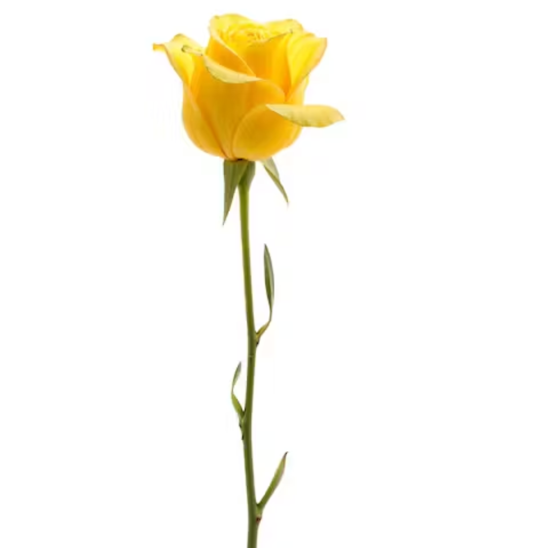 Single Yellow rose, send flowers to amman Single Yellow rose, send flowers to amman