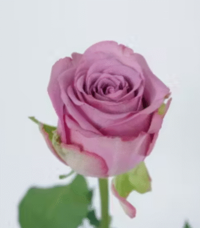 Single purple rose, send flowers to amman