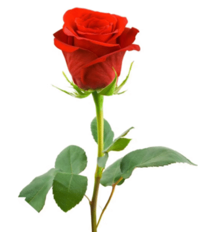 Single red joury rose, send flowers to amman