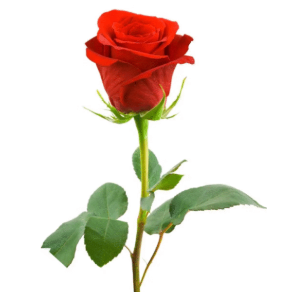 Single red joury rose, send flowers to amman