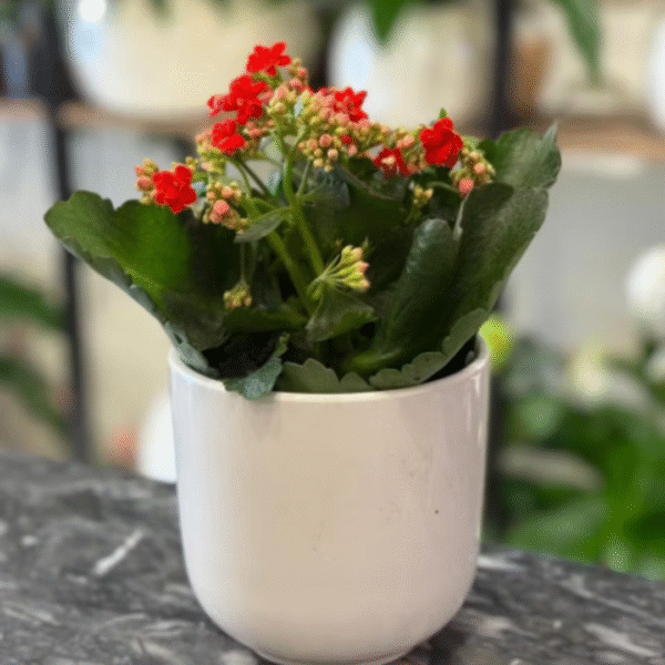 Small kalanchoe plant, send plants to amman jordan