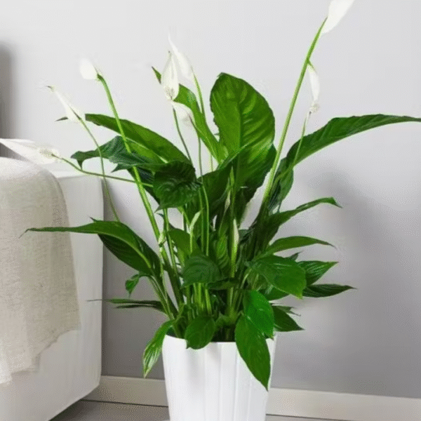 Spatifilum plant, send plants to amman jordan