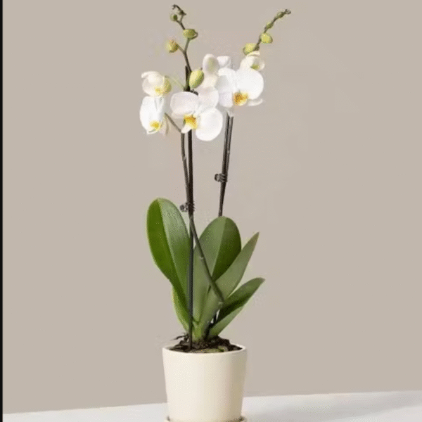 White Orchid, send plants to amman jordan