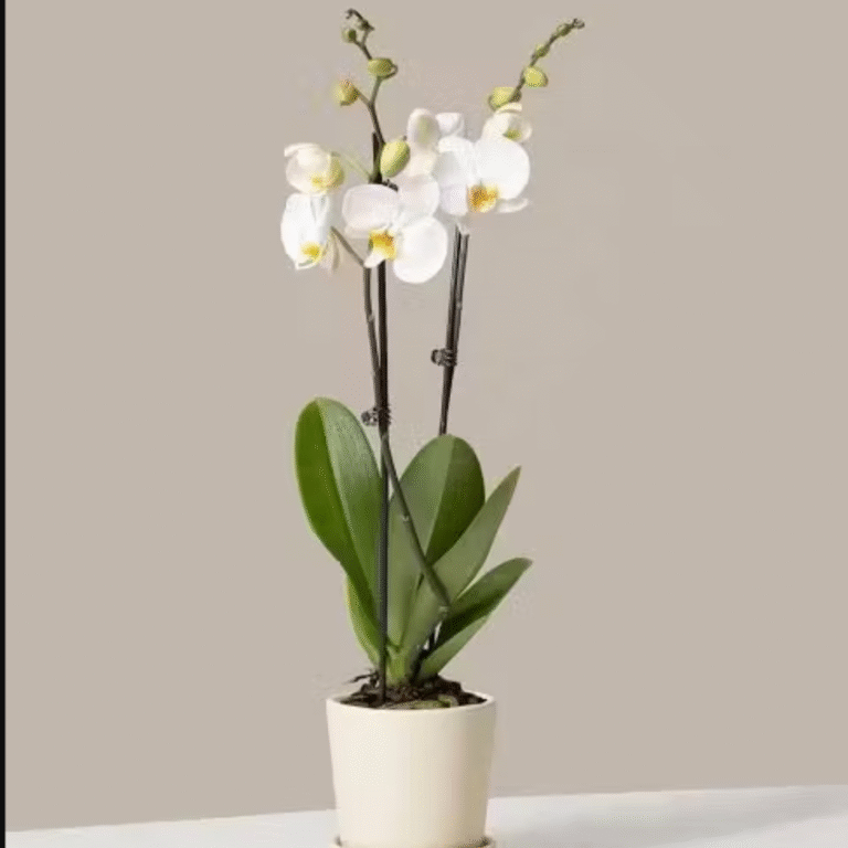 White Orchid, send plants to amman jordan